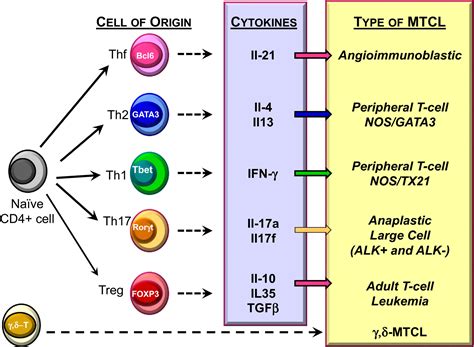 T Cell Lymphoma Types