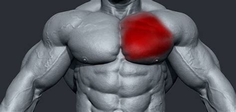 How To Rehab Pectoral Strain