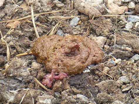 A collie throwing up blood | the incredible dr. Pak Mie Shelter Animal Hell: Pics, February 2013