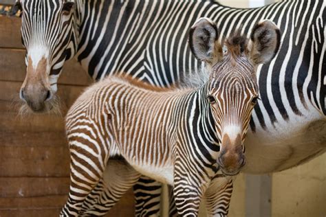 Toronto Zoo Zebra Foal Is Ready For A Name The Animal Facts