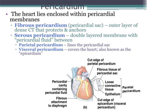 The right coronary artery originates from the right sinus of valsalva in the aortic root and heads in the opposite direction, following the coronary sulcus, and along the way it supplies the right ventricular outflow tract, the sa node (66% of. PPT - Cardiovascular System Anatomy of the Heart ...