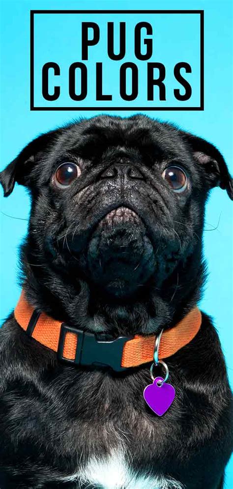 Create beautiful color schemes that works. Pug Colors - All The Different Colors Of This Incredible Breed