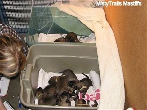 More buying choices $13.99 (2 new offers). Newborn pups, what you need... and what you need to do ...