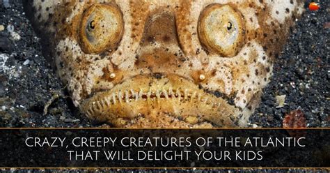 Crazy Creepy Creatures Of The Atlantic That Will Delight Your Kids