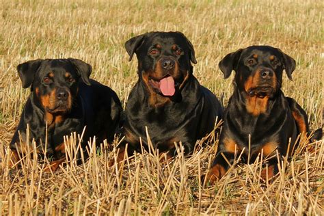 The 172 Most Popular Rottweiler Names The Dog People
