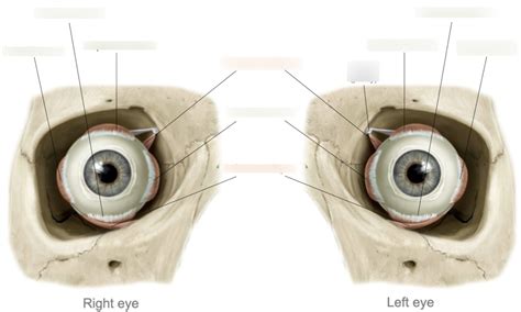 Extraocular Eye Muscles Diagram Quizlet