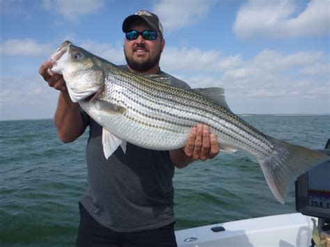 Be sure you ask for a lake texoma fishing license. Lake Texoma Fall 2018 Striper Fishing Lures and Hot Spots ...