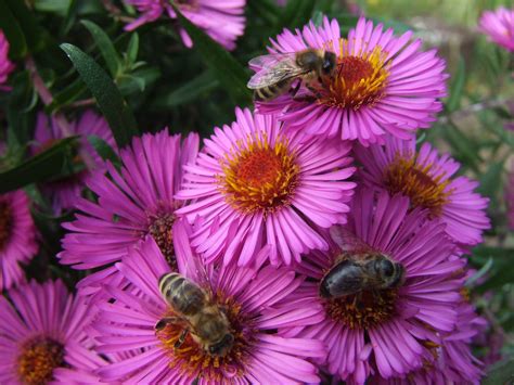 Free Images Flower Petal Botany Garden Flora Wildflower Aster