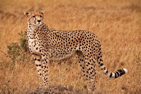 Cheetah On The Savannah Marty Cohen Photography