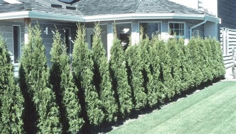 Why not plant a privacy screen of shrubs that you can cook with? Best Tree For Backyard Privacy Best Privacy Screen Grow ...