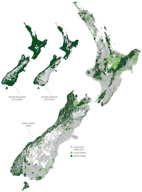 The Future Of Our Forests New Zealand Geographic