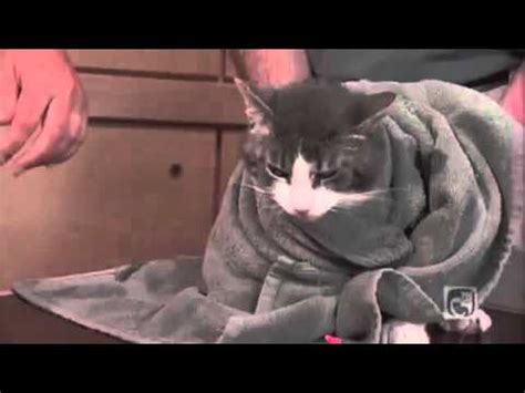 Second person used a syringe to dribble a little water into cat's mouth, also to encourage swallowing. Giving Your Cat a Pill or Capsule Part Part 9 My Cat Spits ...