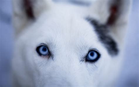 Closeup Photo Of Adult White Siberian Husky Hd Wallpaper Wallpaper Flare