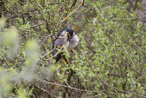 Black Crowned Night Heron At Thorndon Cp Essex 26th April 2023