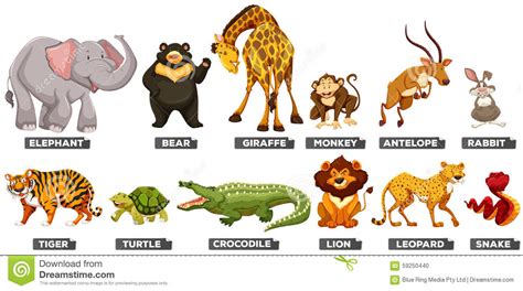 Wild Animals In Many Types Stock Vector Illustration Of Collection