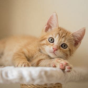 Animal Poison Control | (888) 426-4435 | ASPCA
