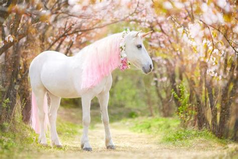 10 Interesting Horse Facts Petsoid