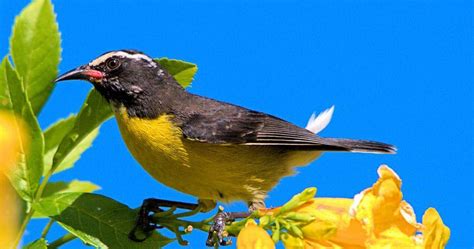 Birds Of Barbados Birding At Home Dr John Webster Birding My Garden