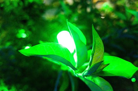 Free Stock Photo Of Glow Green Leaf