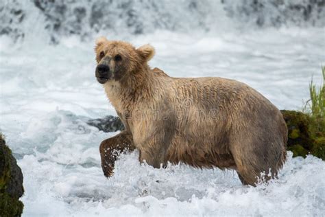 Large Alaskan Brown Bear At Brooks Falls Stock Photo Image Of Park