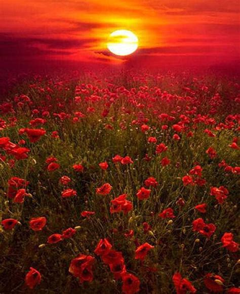 Red Evening Nature Nature Photography Beautiful Landscapes