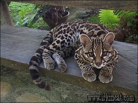 The Undisputed Truth About Ocelot Kittens For Sale That