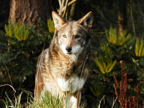 10 Incredible Red Wolf Facts Wiki Point