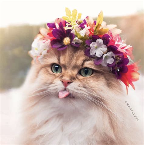 Happy Swedish Midsummer Janet Carr Animals Most Beautiful Cat