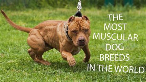 10 Most Muscular Dog Breeds In The World Youtube