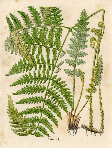 6 Fern Pictures Vintage Botanicals The Graphics Fairy