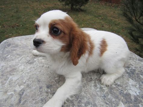 The puppies are 8 weeks old; Cavalier King Charles Spaniel Puppies For Sale | Kalamazoo ...