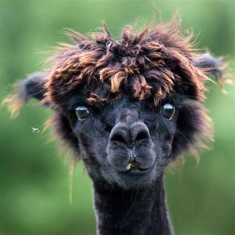 The 22 Most Hilarious Alpaca Hairstyles Ever They Probably Are More Stylish Than Most Of Us Lol