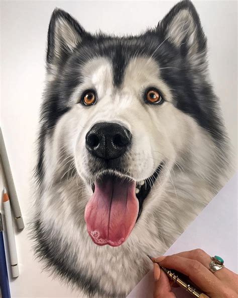 A Drawing Of A Husky Dog With His Tongue Out