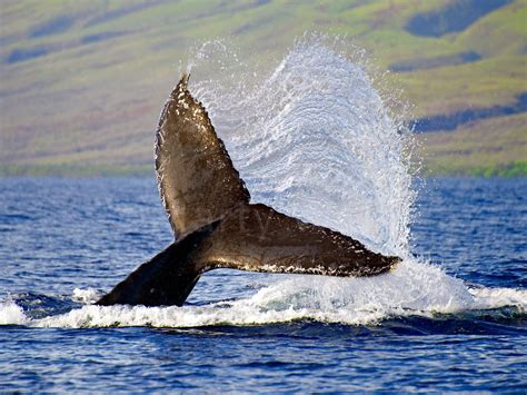 The Tail Of A Humpback Whale In Hawaii Maui Hands