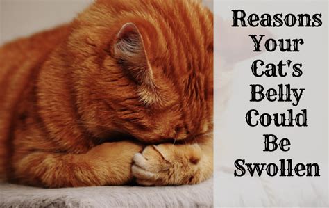 Webmd discusses common fur problems in cat and how to take care of kitty's fur by brushing and a healthy diet. Possible Reasons Why Your Cat Has a Swollen Abdomen or ...