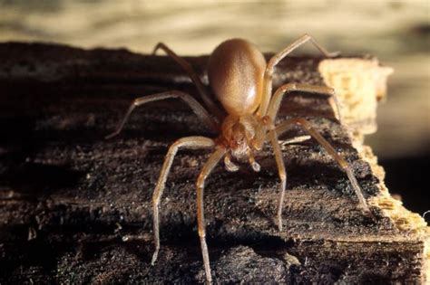 Why Did Thousands Of Venomous Spiders Swarm A House Brown Recluse