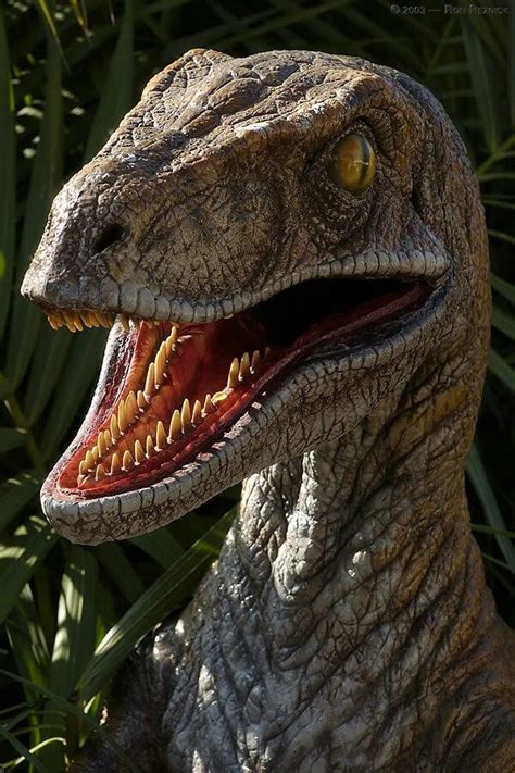 Jurassic Park Velociraptor Raptors Dinosauři