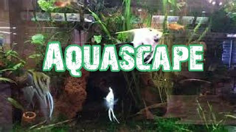 Akuarium discus membutuhkan air hangat, dengan suhu idealnya mulai dari 26 sampai 32 ºcelsius. Aquascape # Pemandangan Bawah Laut Dalam Aquarium Ukuran ...