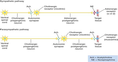 Ans Receptor Pathways Adrenergic Receptors Cholinergic Neurons