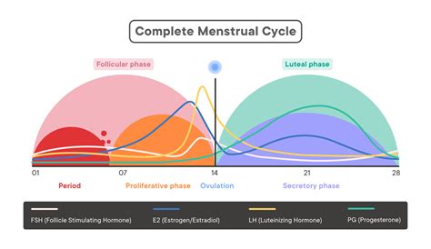 The Menstrual Cycle Explained 2022