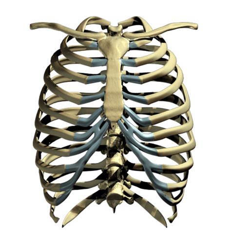 Rib Cage Png Skeleton Rib Cage Png Transparent Png Vhv To Search On