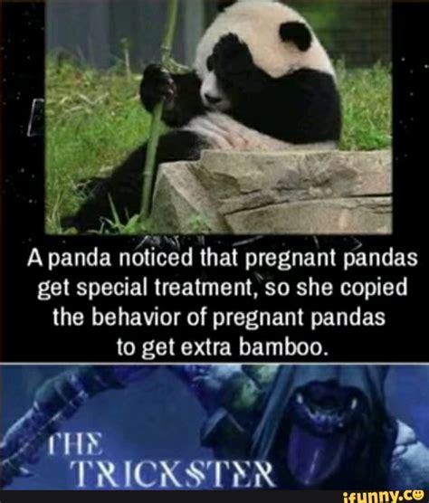 That Pregnant Pandas Apanda Get Special Treatment So She Copied The Behavior Of Pregnant Pandas