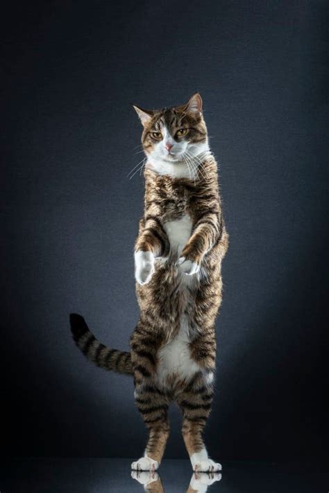 Photos Of Cats That Showcasing Felines Rocking A Catwalk On Two Legs