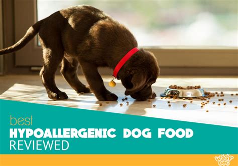 Best Hypoallergenic Dog Foods Top 5 Reviews And Buyers Guide 2020