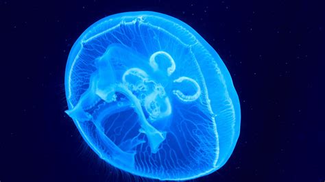 Jellyfish Underwater World Glow Neon Phosphorus 4k Hd Wallpaper