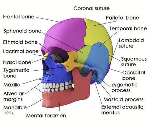 Take A Look At The Structure And Functions Of The Sphenoid Bone