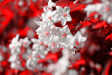 Red And White Flowers Wallpapers Wallpaper Cave