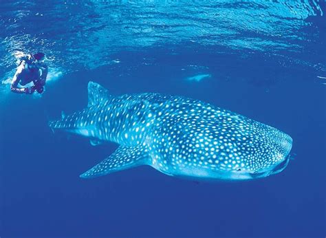 32 Swim With Whale Sharks At Ningaloo Reef Wa Australian Traveller