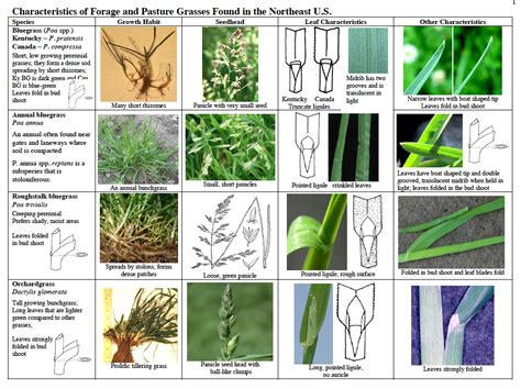 Guides For Identifying Pasture Grasses Pasture Plant Identification