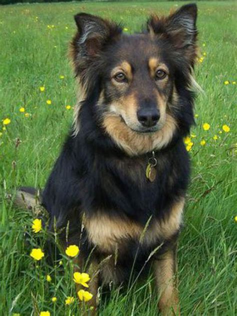 All You Need To Know About Border Collie German Shepherd Mix Story